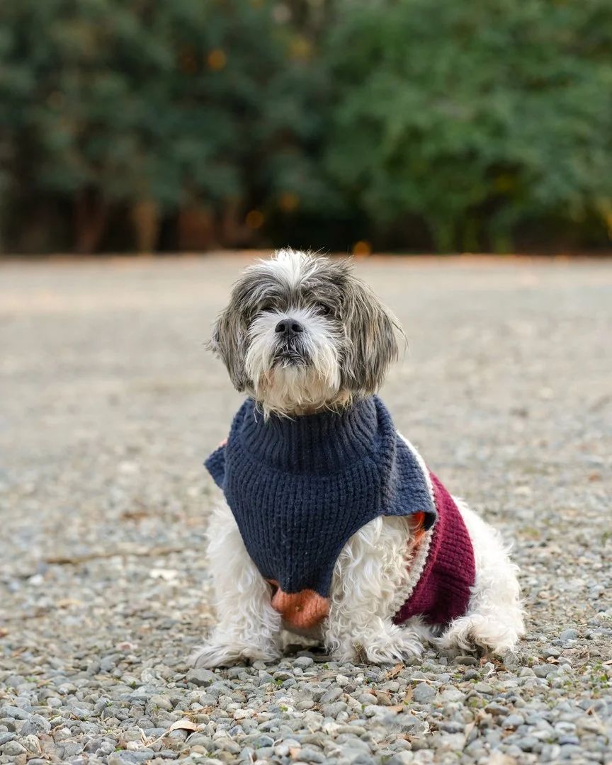 Playful dog posing on a pathway in Sunnyvale, California