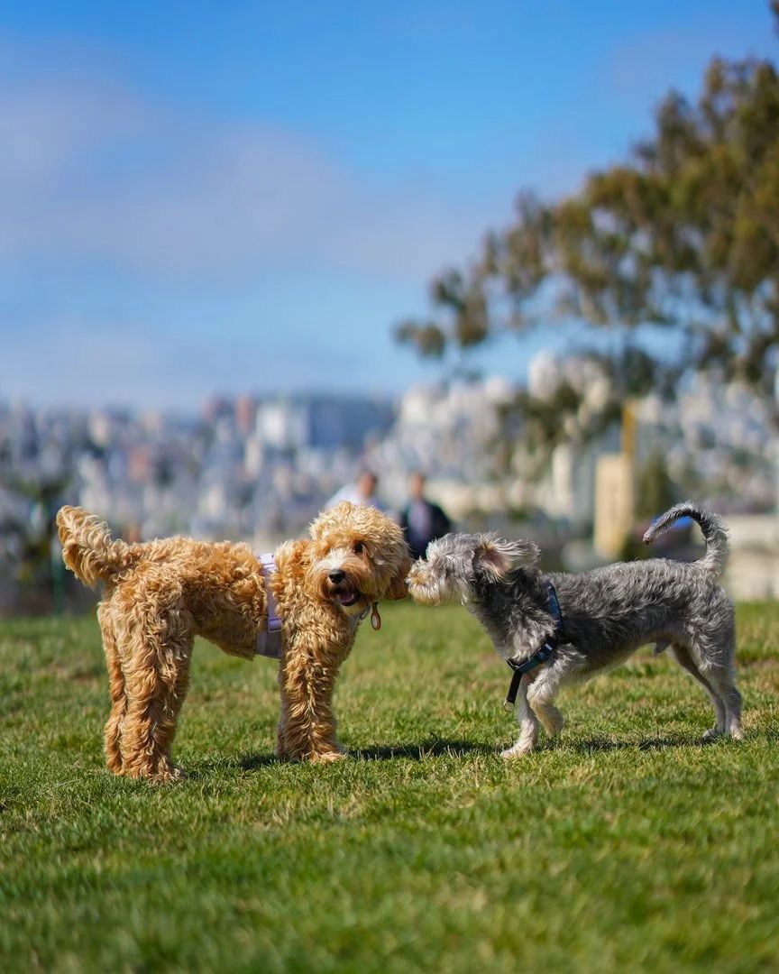 Owner holding a small dog for a portrait in Sunnyvale, California